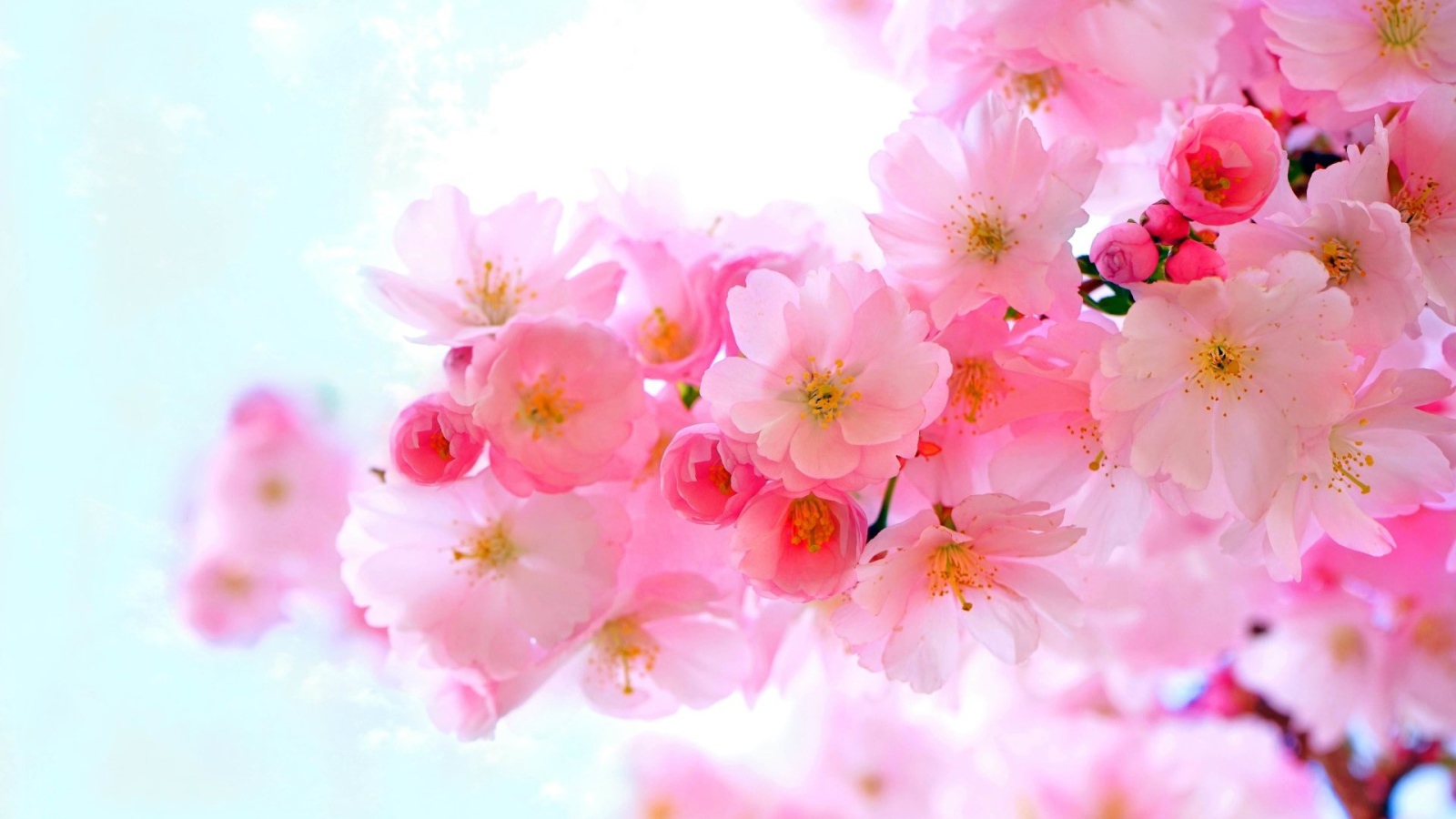 Нежные розовые весенние цветы крупным планом 