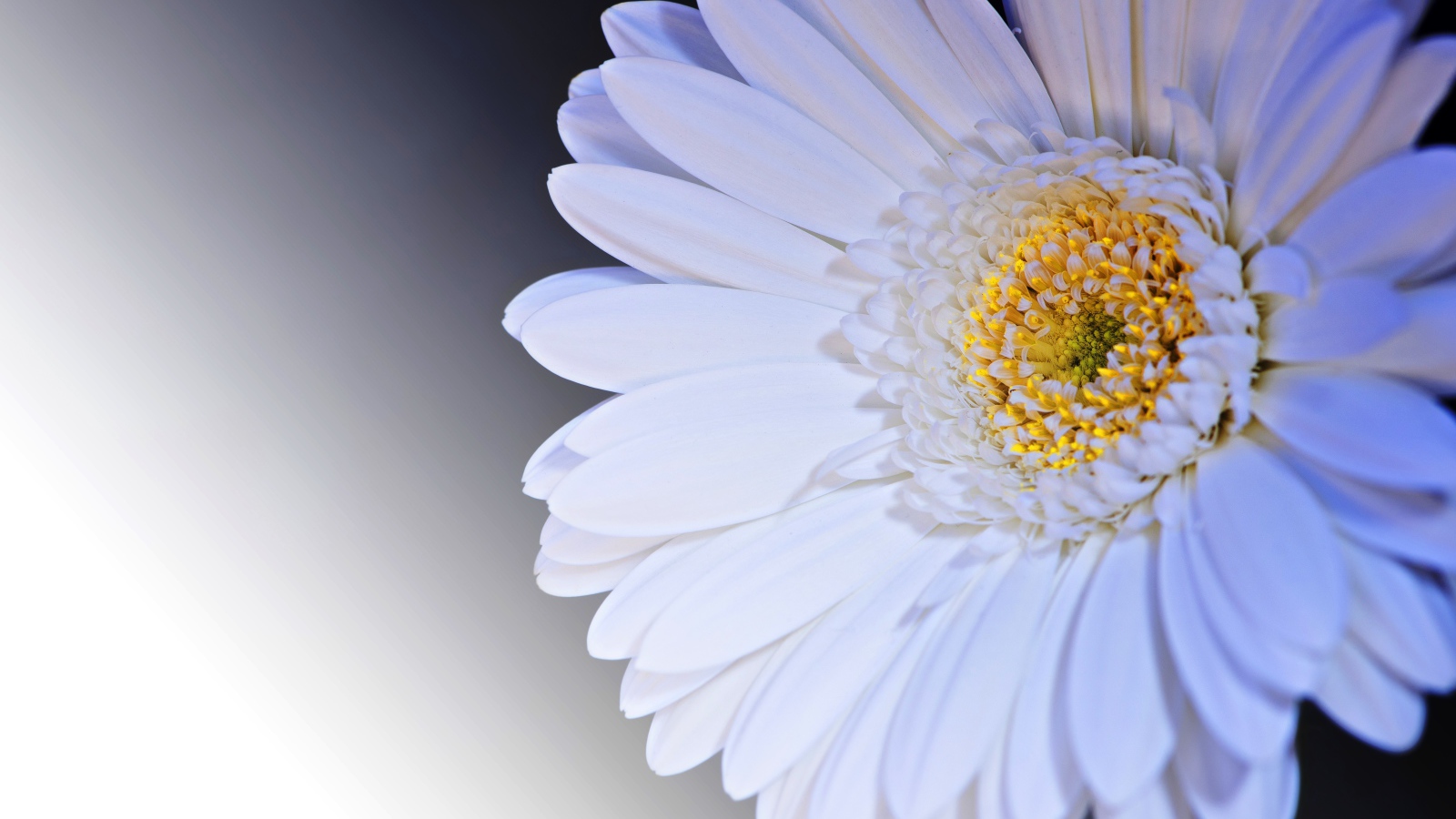 Нежный белый цветок герберы с желтой серединкой крупным планом