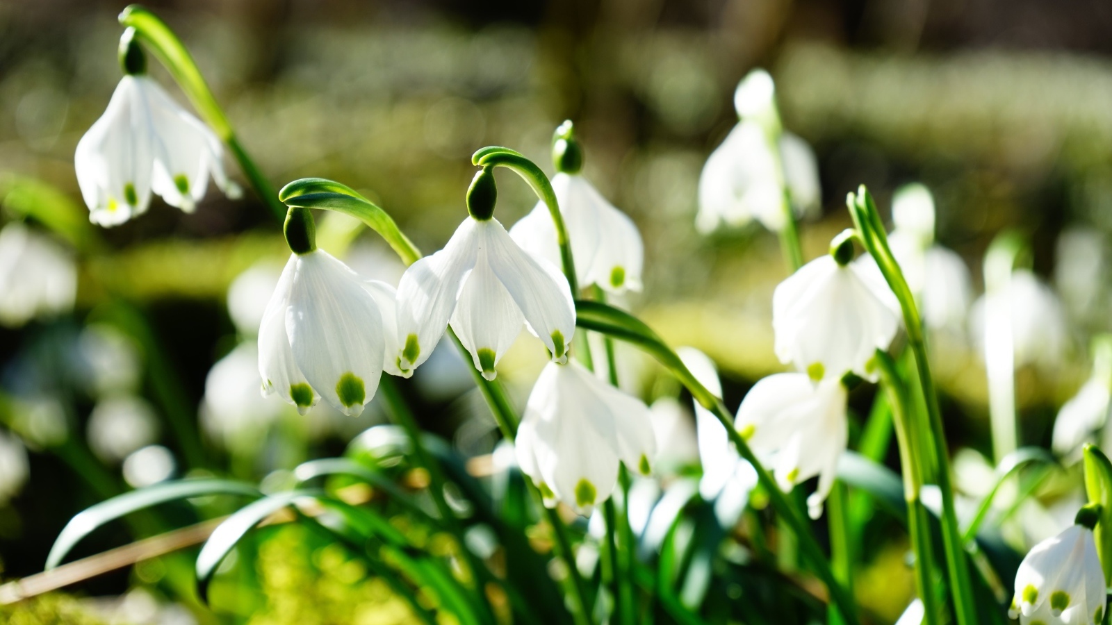 Нежные белые весенние первоцветы подснежники