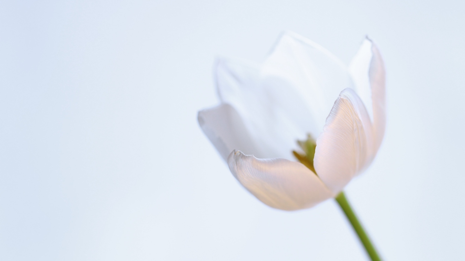 Нежный белый тюльпан на сером фоне