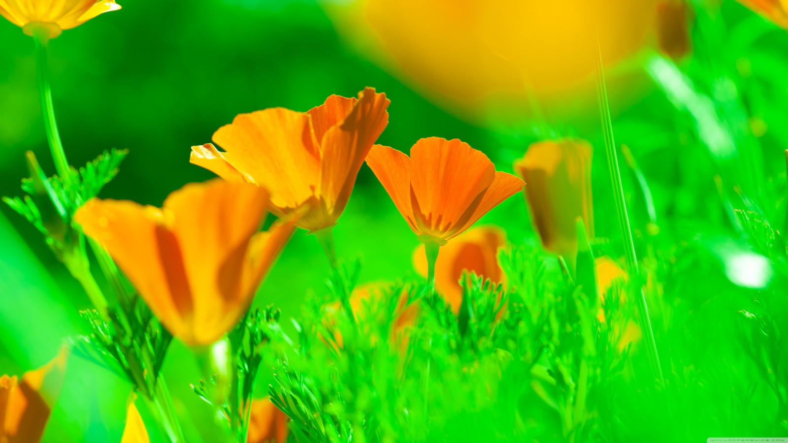 Нежные желтые цветы эшшольция