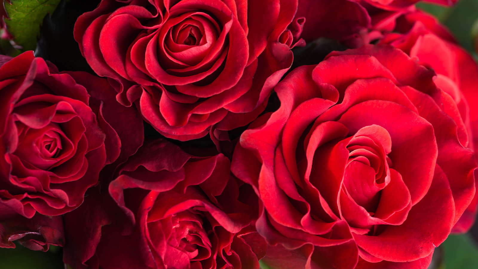 Шикарные красные розы крупным планом