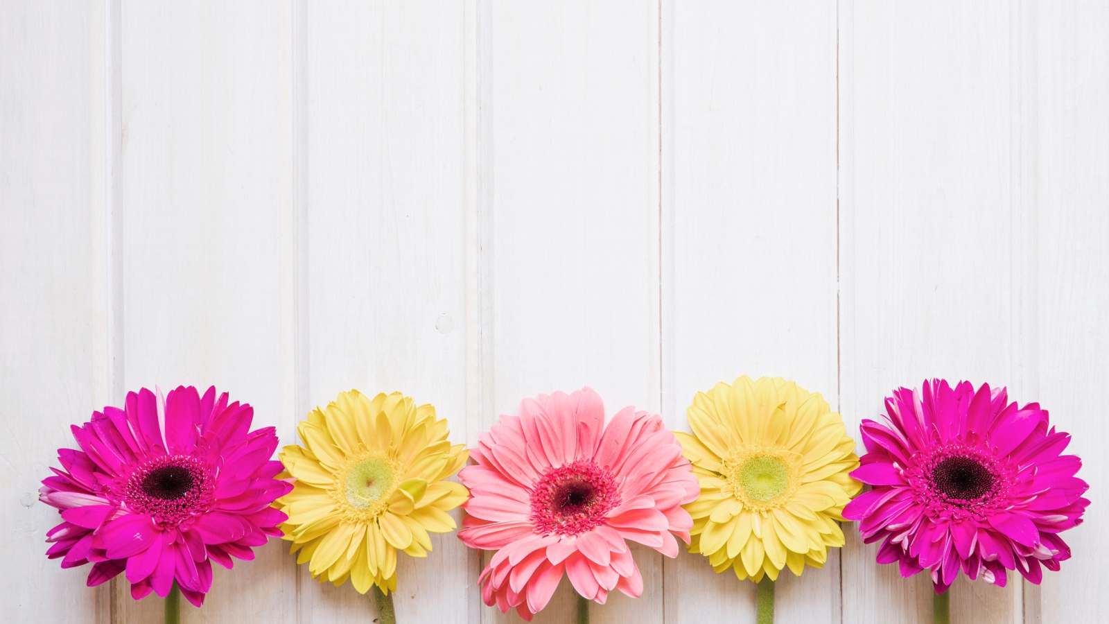 Пять разноцветных гербер на столе