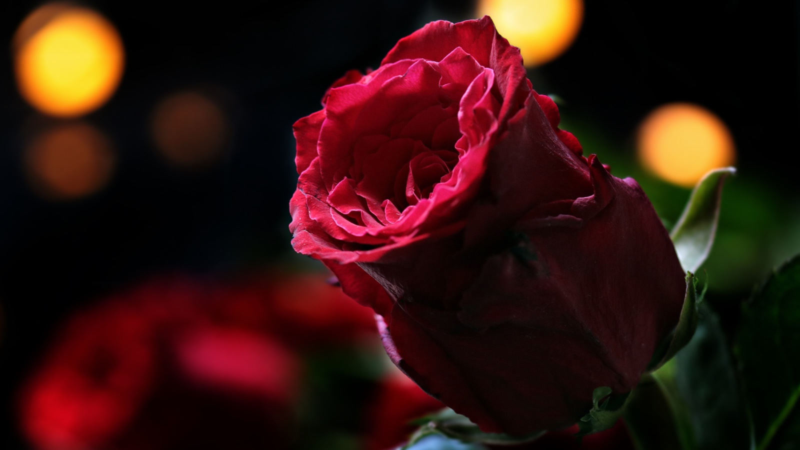 Цветок красивой красной розы крупным планом