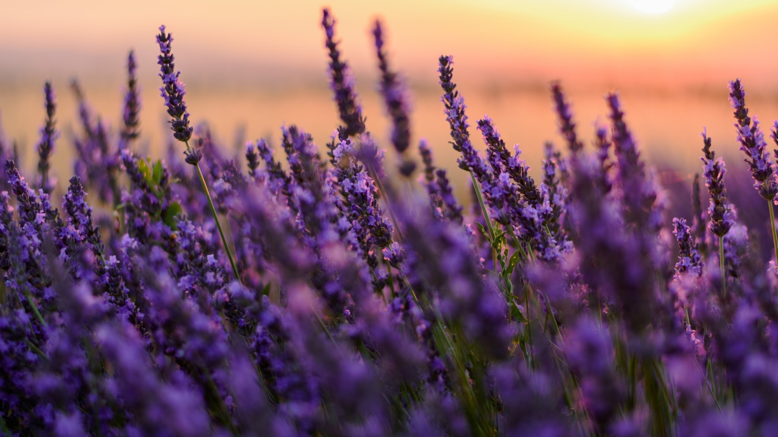Цветы сиреневой лаванды на закате 