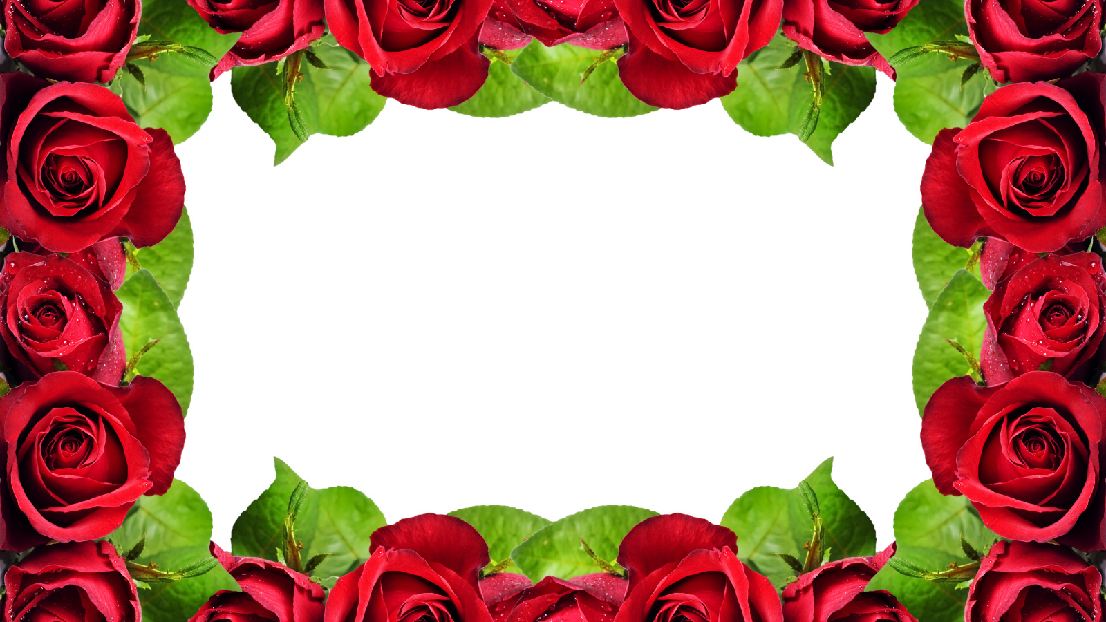 Рамка из красных роз на белом фоне
