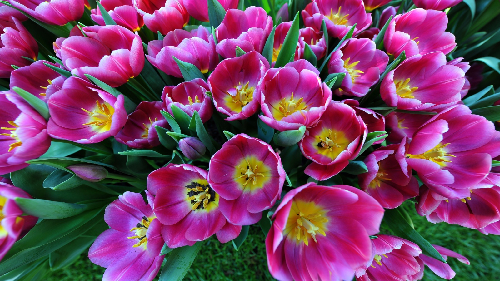 Большой букет розовых тюльпанов, вид сверху