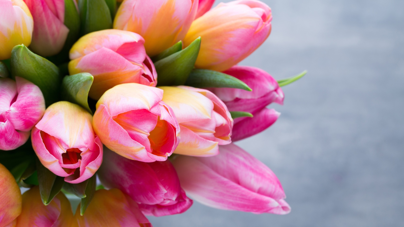 Большой букет розовых тюльпанов на сером фоне крупным планом