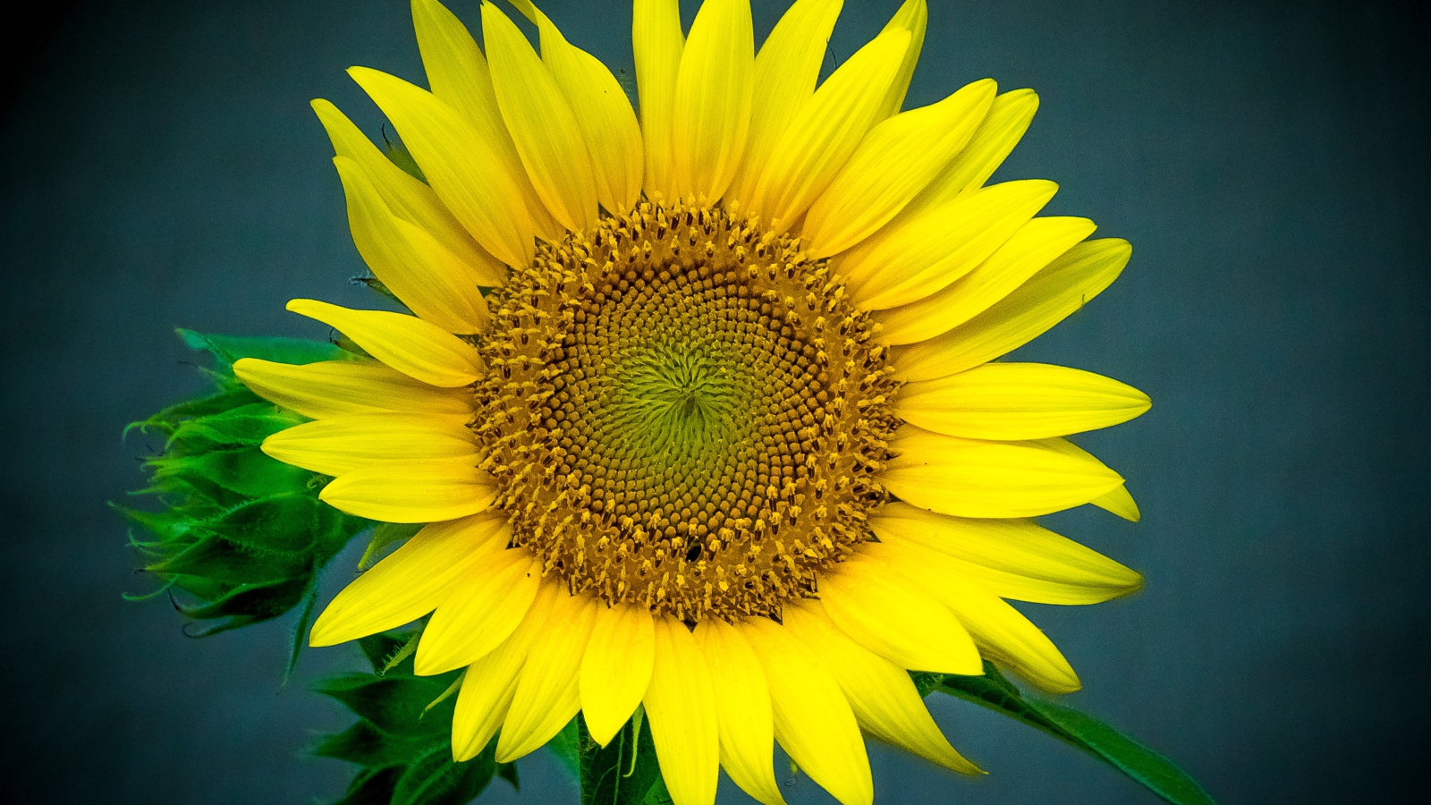 Большой цветок подсолнуха крупным планом