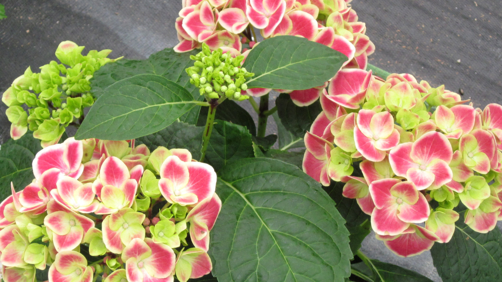 Большие розовые цветы гортензия