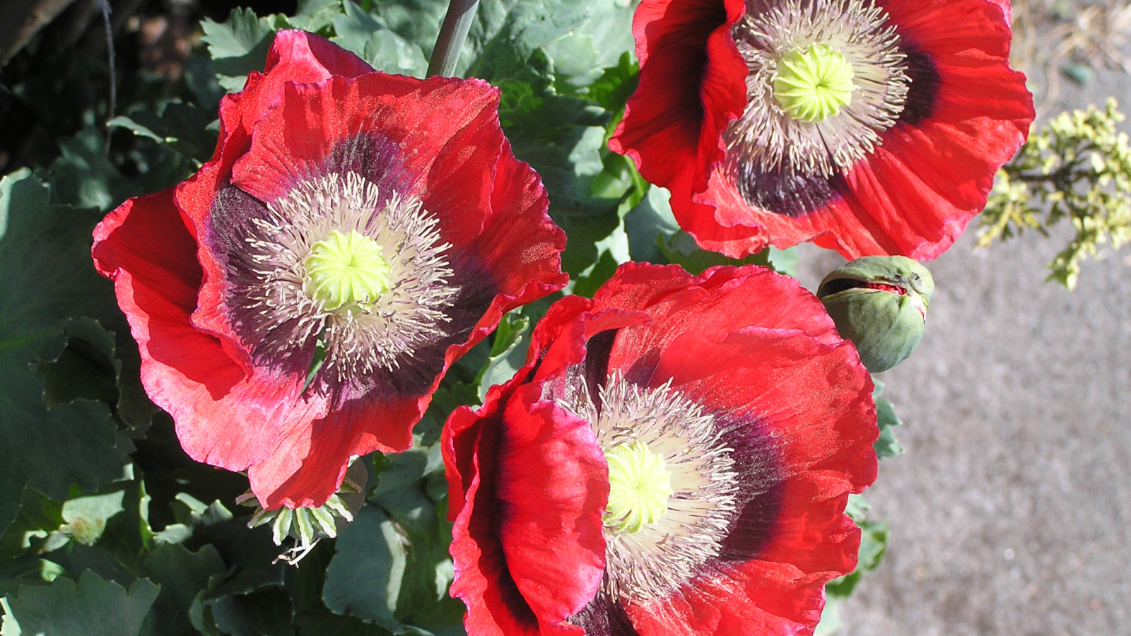 Большие красные маки крупным планом