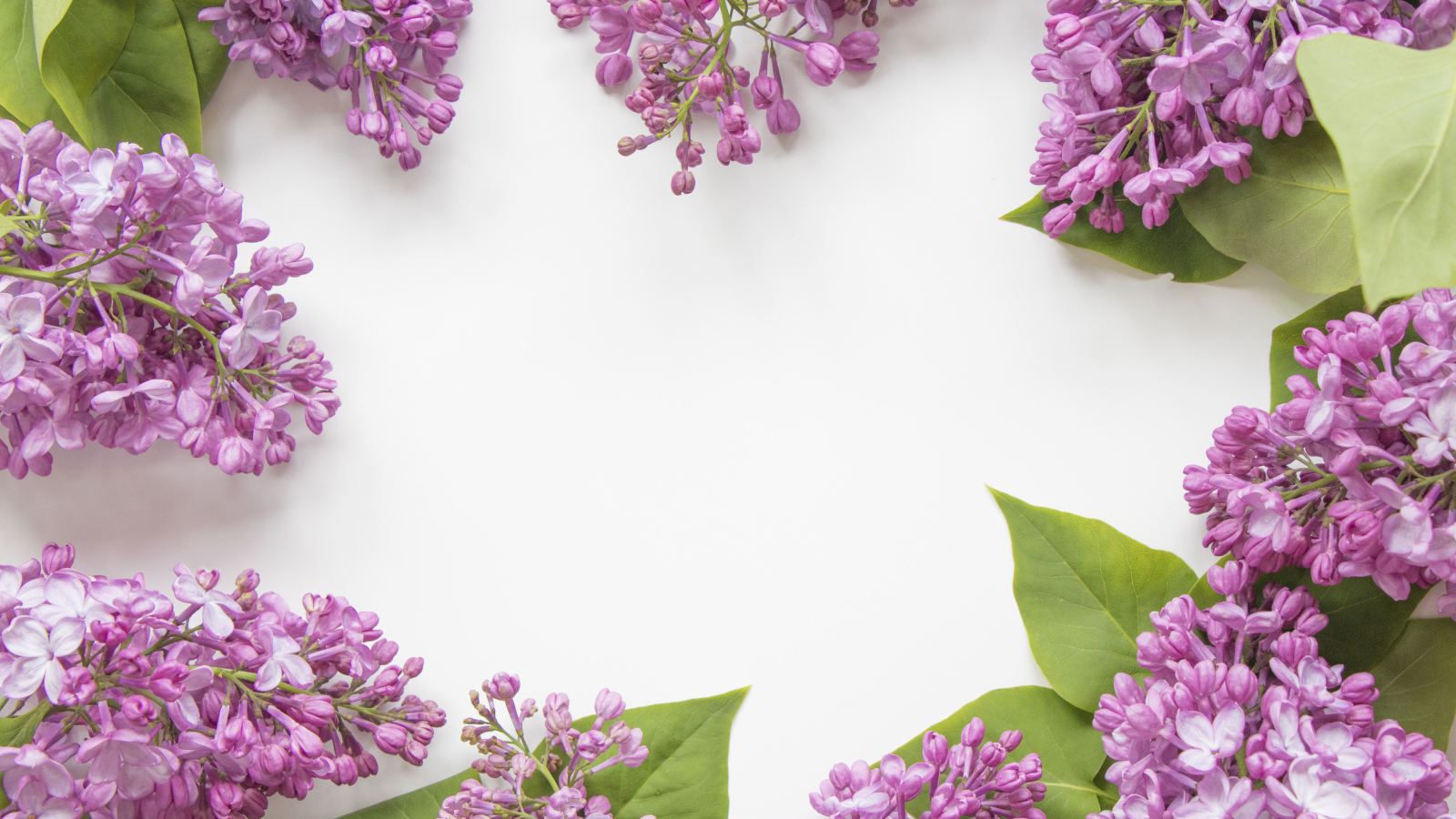 Цветы сирени на сером фоне 