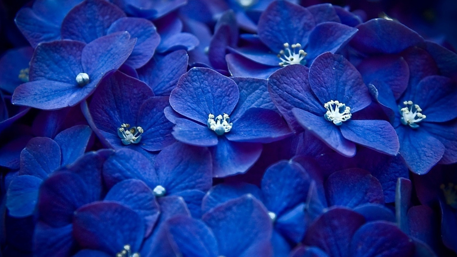 Много синих цветов гортензии крупным планом