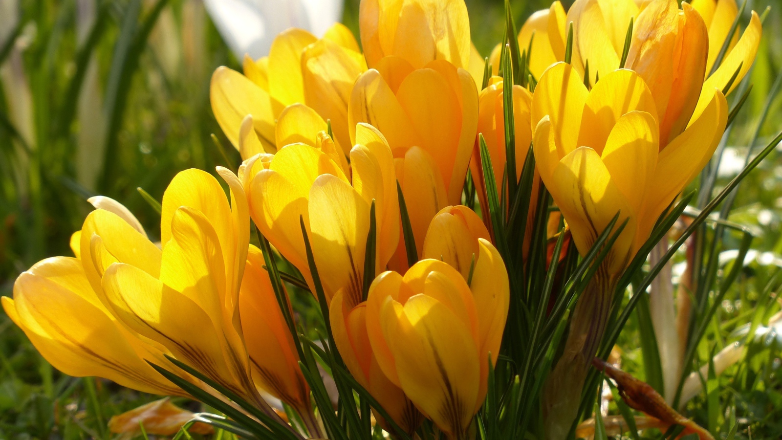 Много желтых весенних цветов крокусов