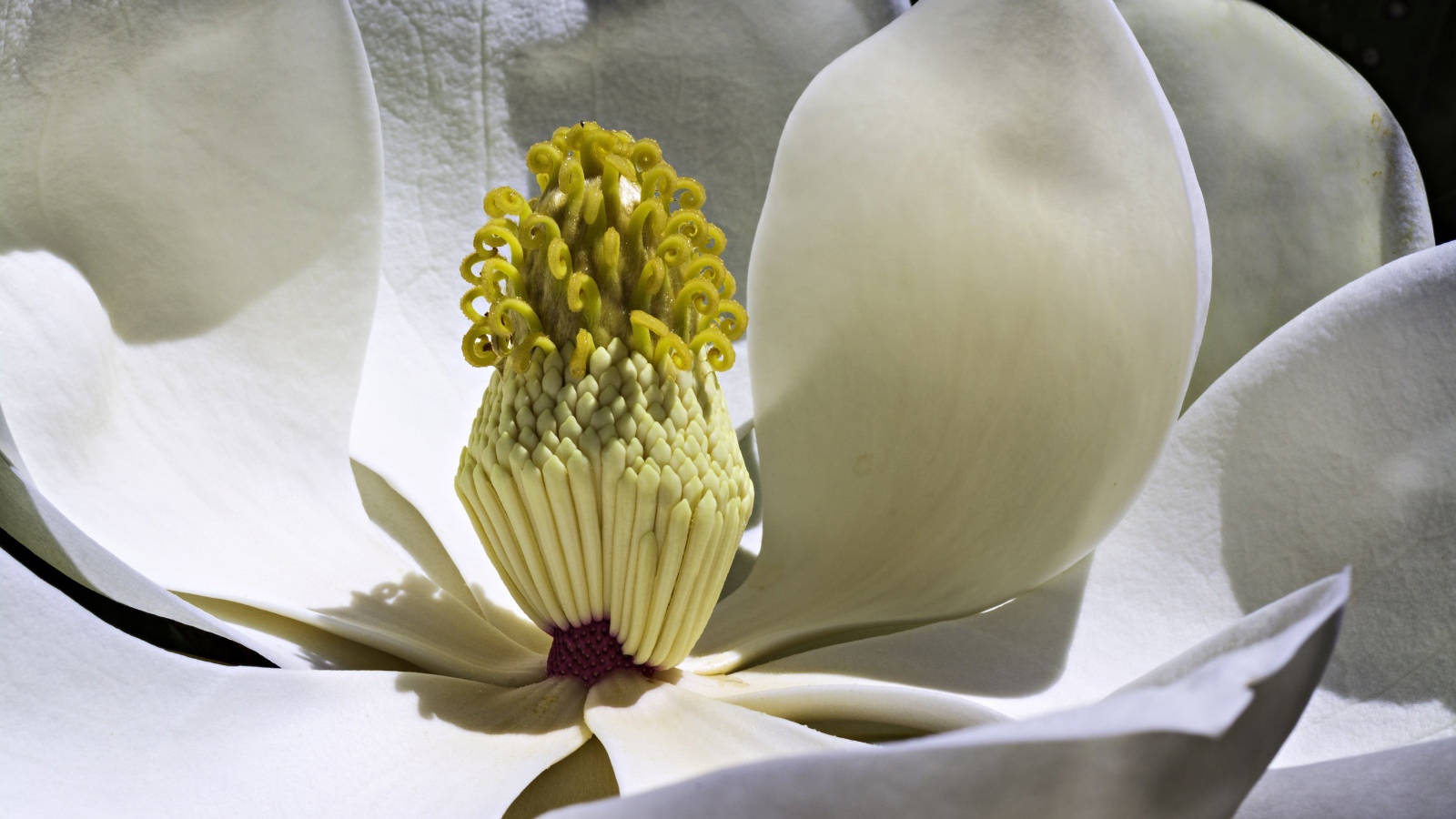 Середина белого цветка магнолии крупным планом