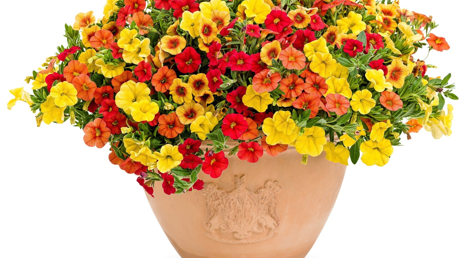 Разноцветные цветы петунии в горшке на белом фоне