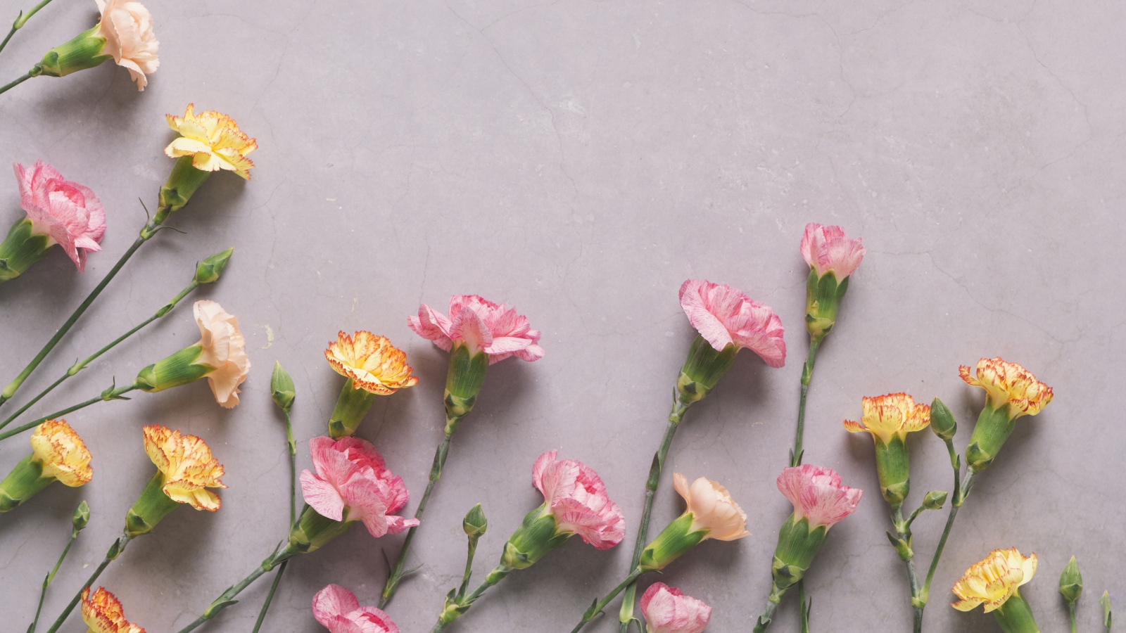 Разноцветные гвоздики на сером фоне