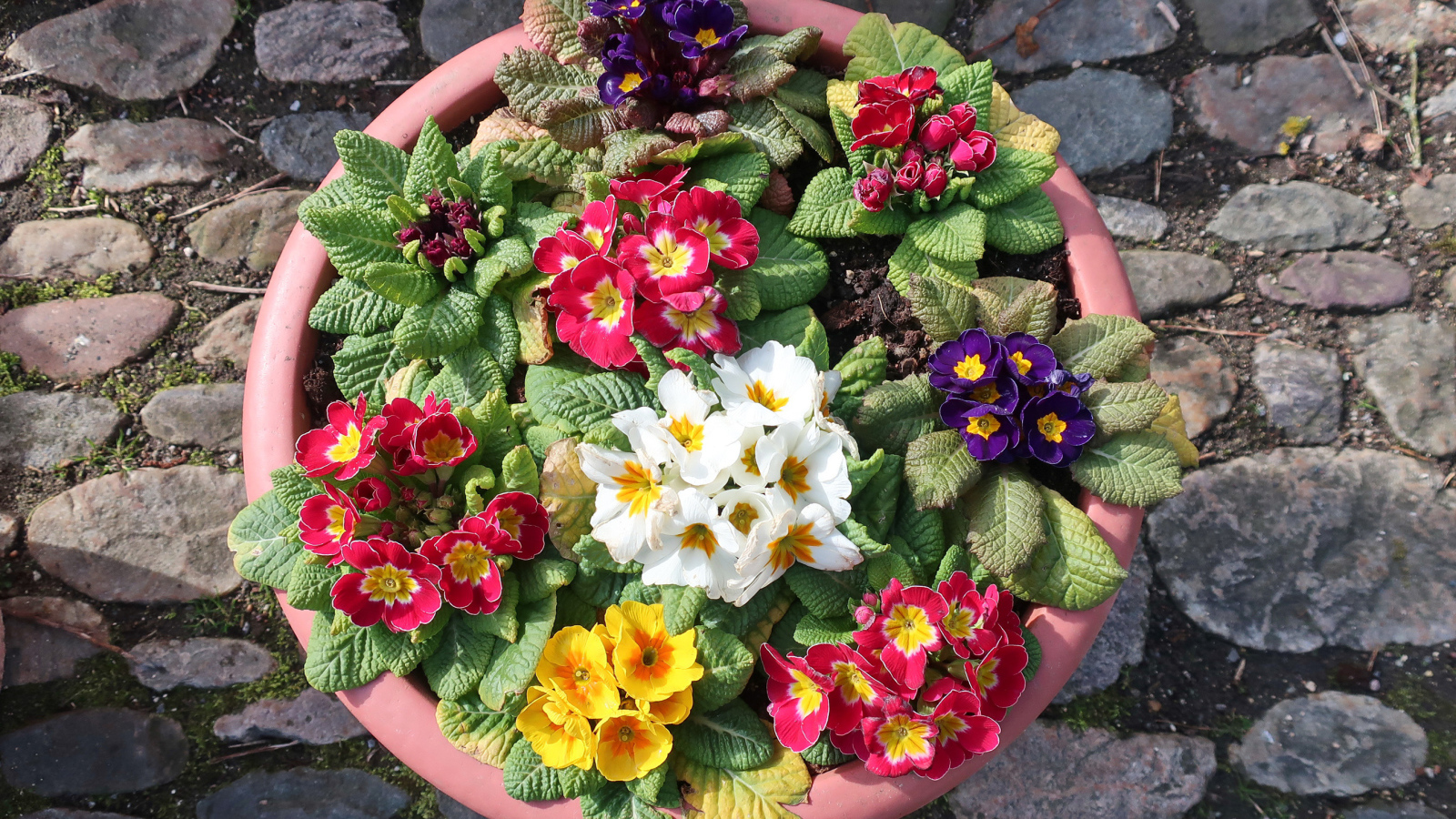 Разноцветные цветы примулы на клумбе