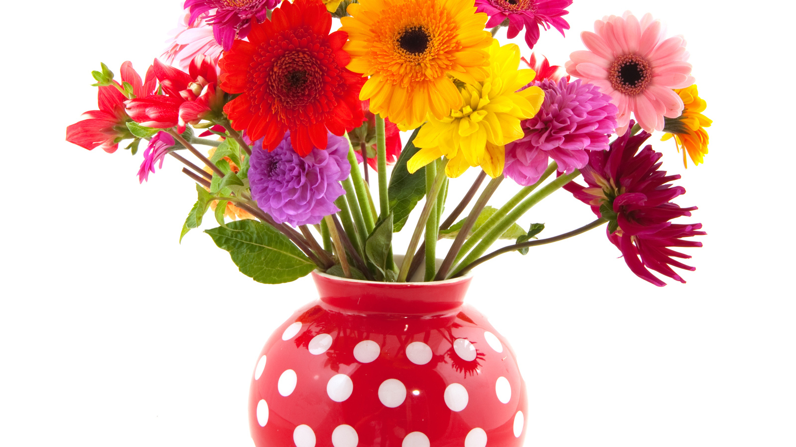 Разноцветные герберы и георгины в вазе на белом фоне