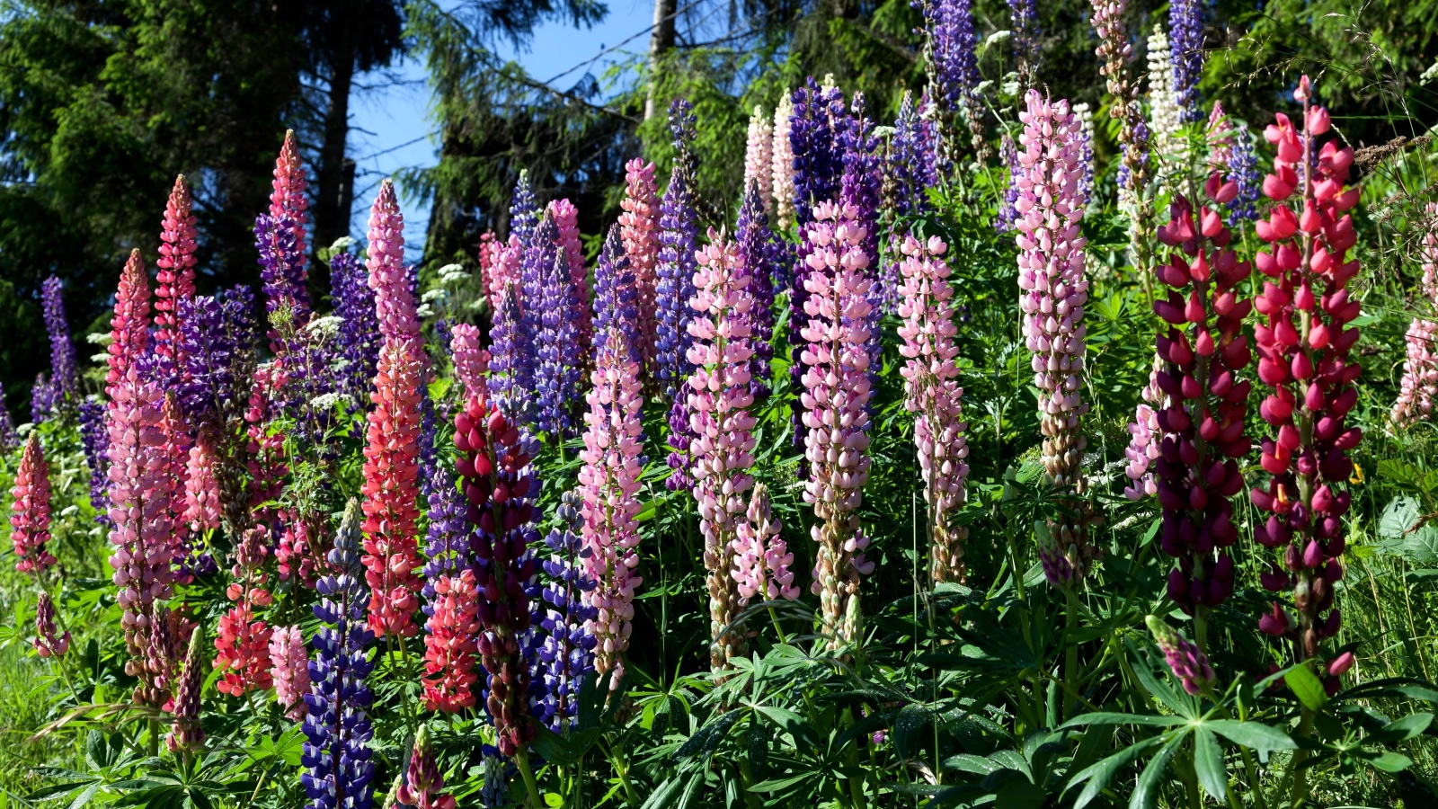 Разноцветные цветы люпина солнечным днем