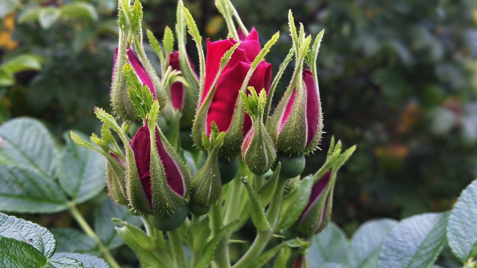 Нераспустившиеся бутоны красной розы вблизи