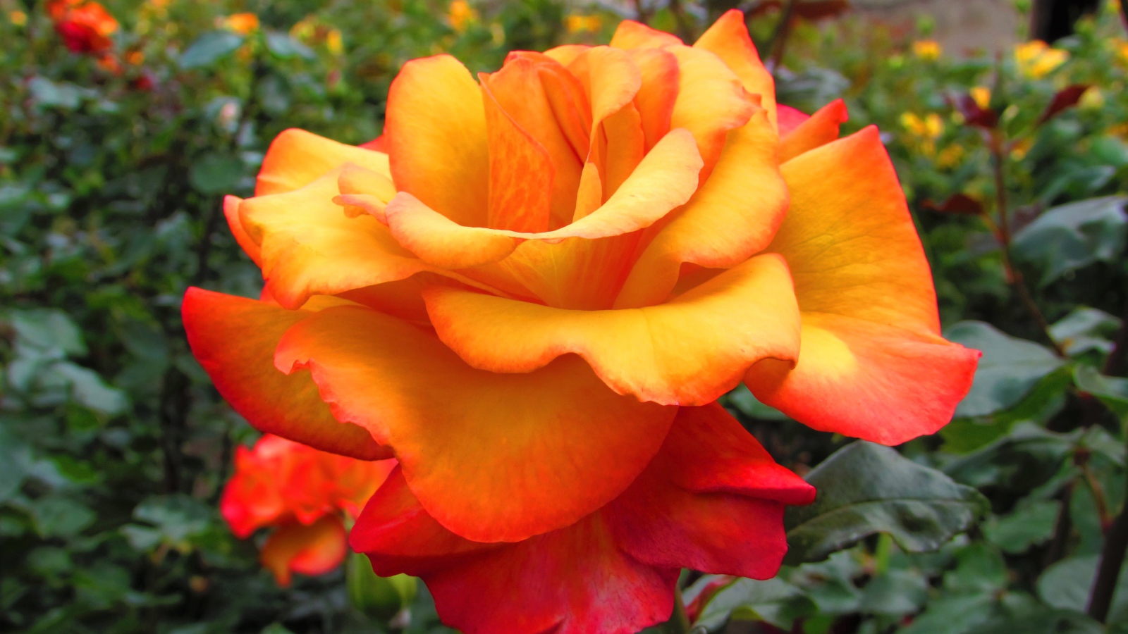 Оранжево - красная роза крупным планом