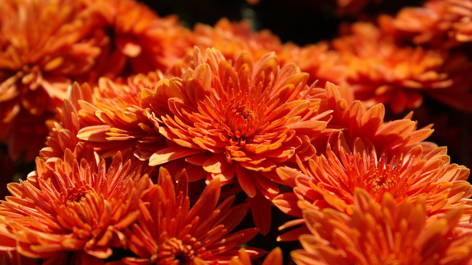 Оранжевые цветы хризантемы крупным планом