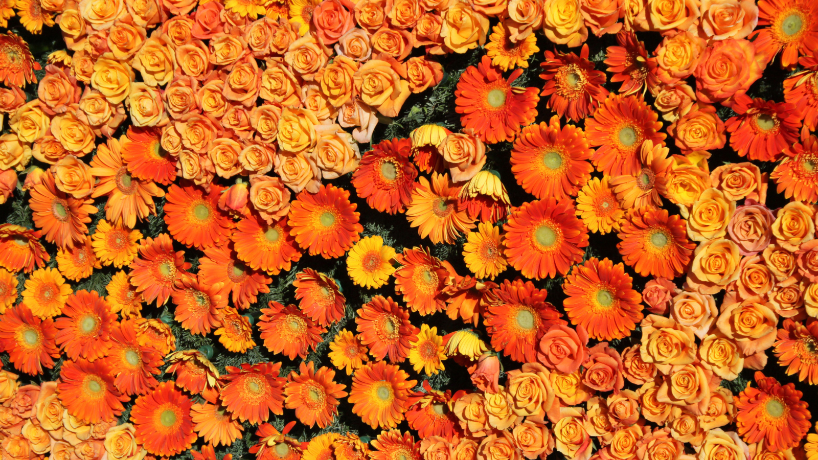 Оранжевые розы и герберы вид сверху