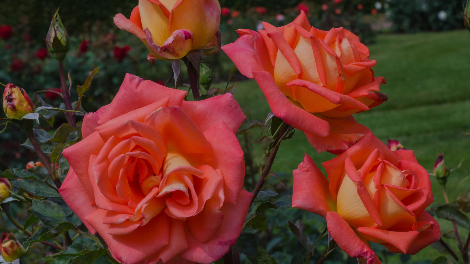 Оранжевые розы с бутонами на клумбе крупным планом