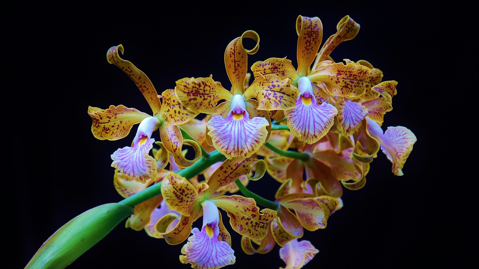 Оранжевые тигровые орхидеи на черном фоне