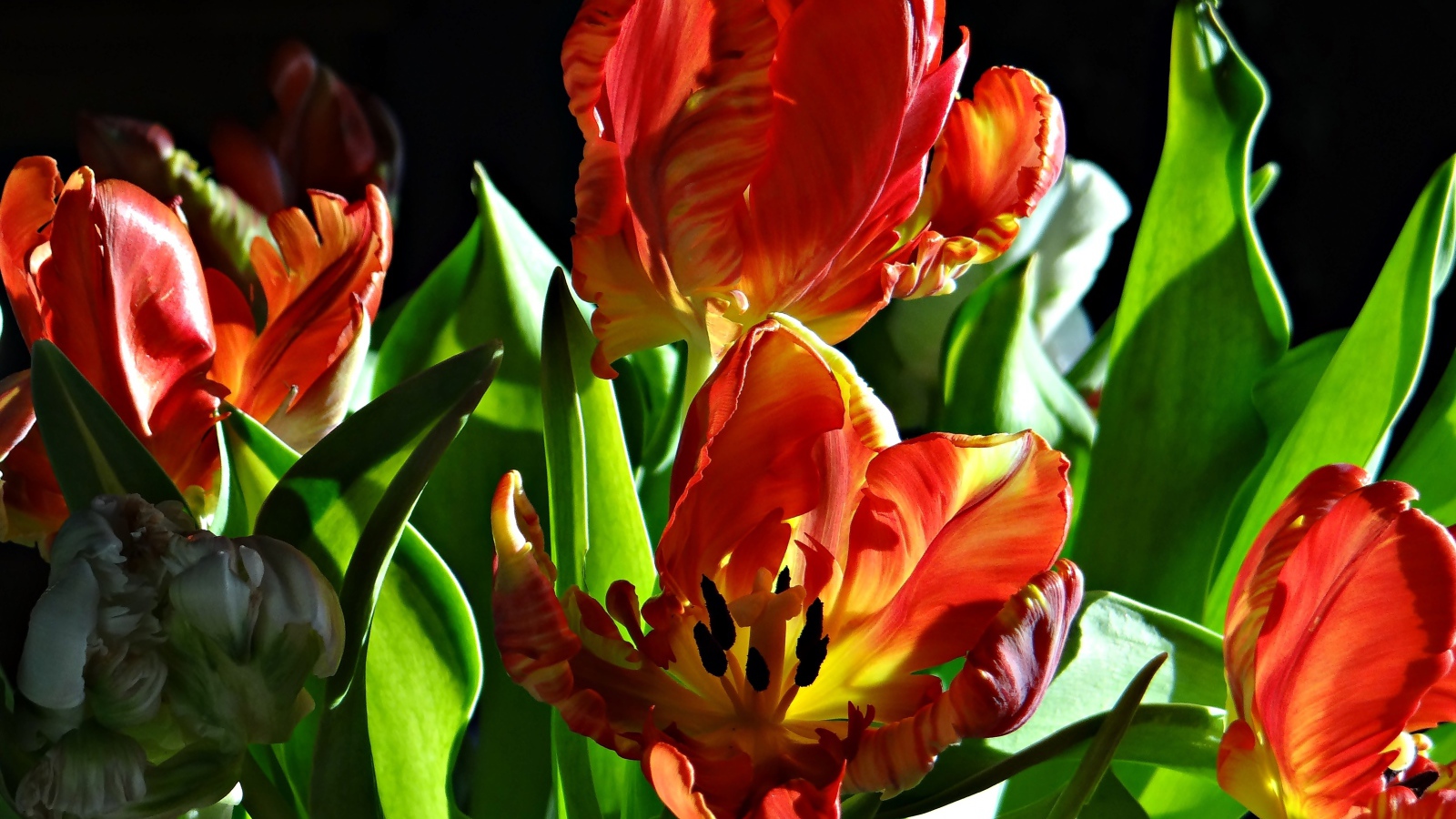 Оранжевые тюльпаны с зелеными листьями на черном фоне