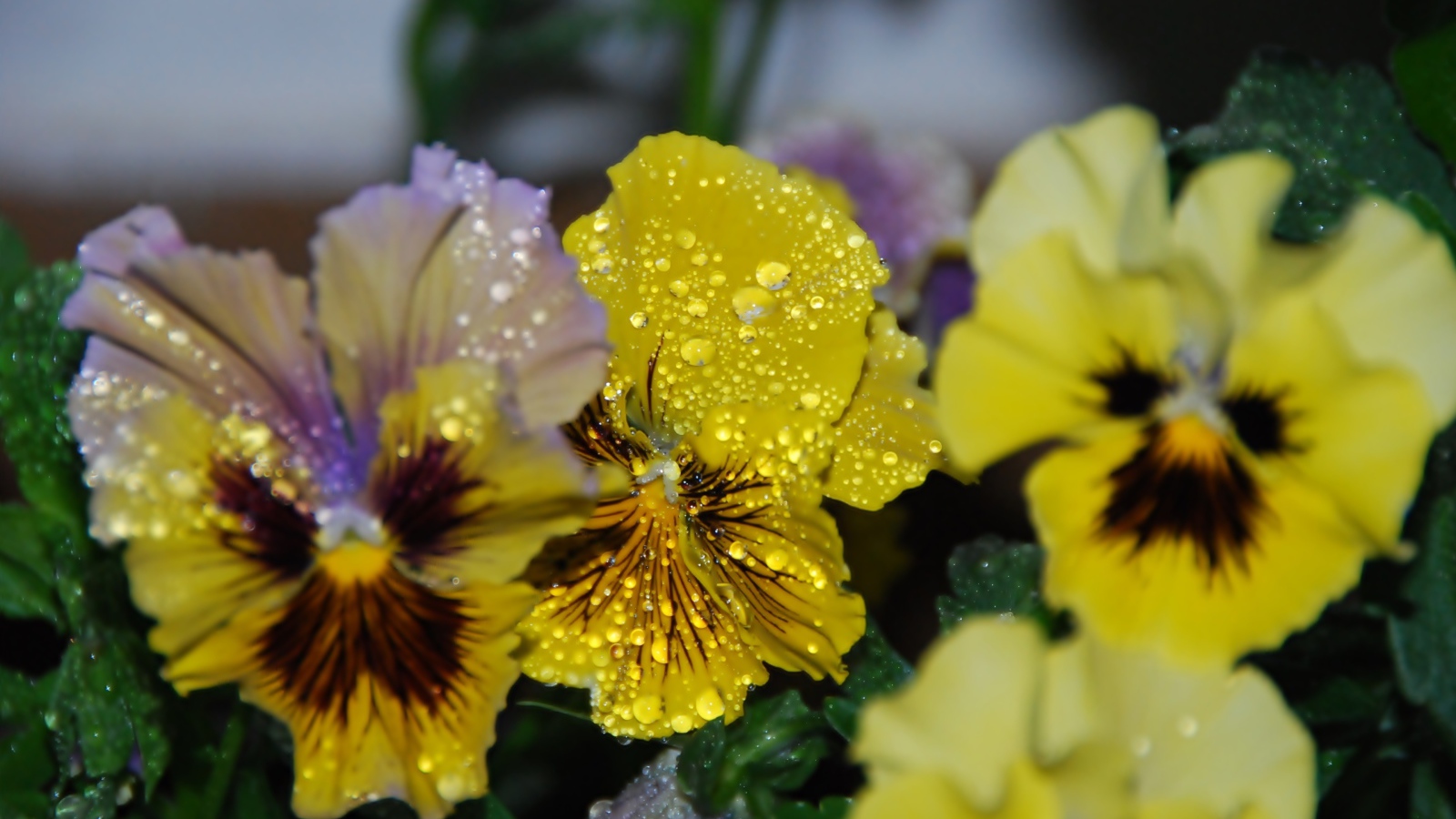 Цветы анютины глазки в каплях росы
