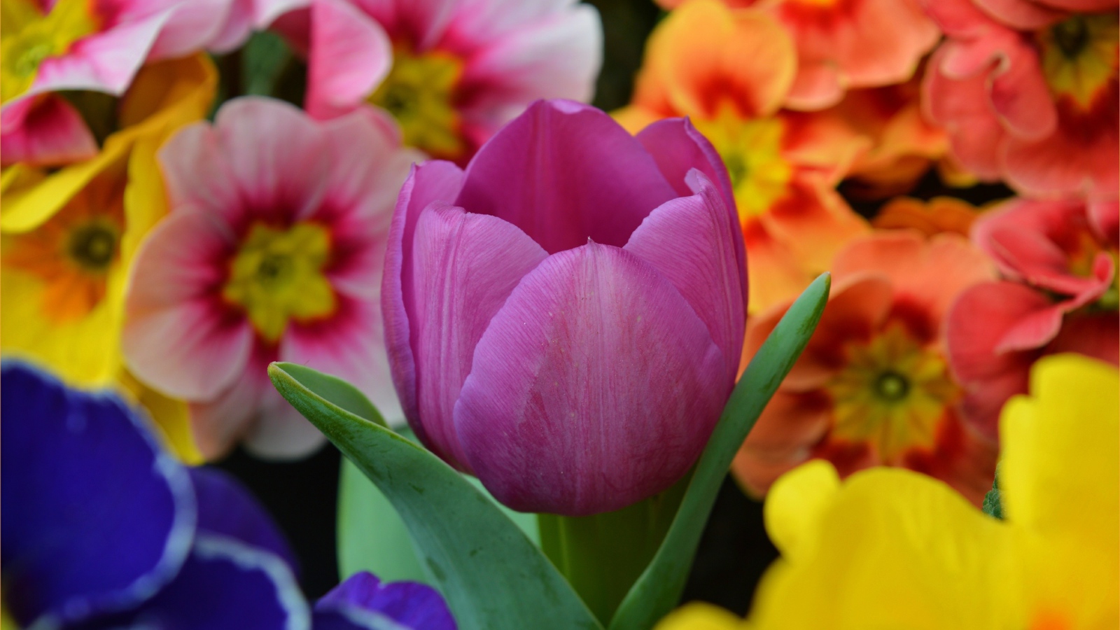 Цветок розового тюльпана среди цветок примулы