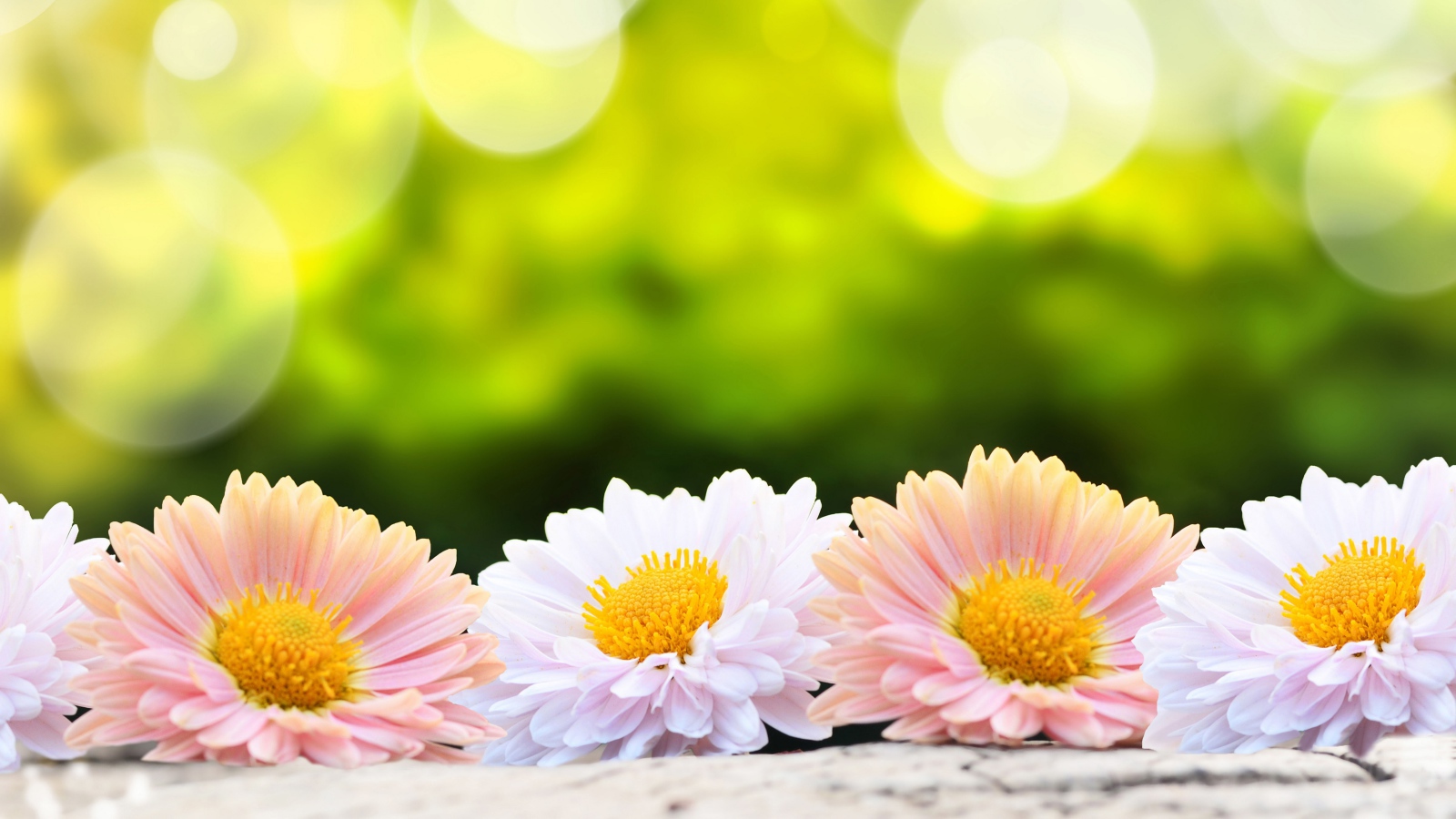 Розовые и белые цветы хризантемы на столе