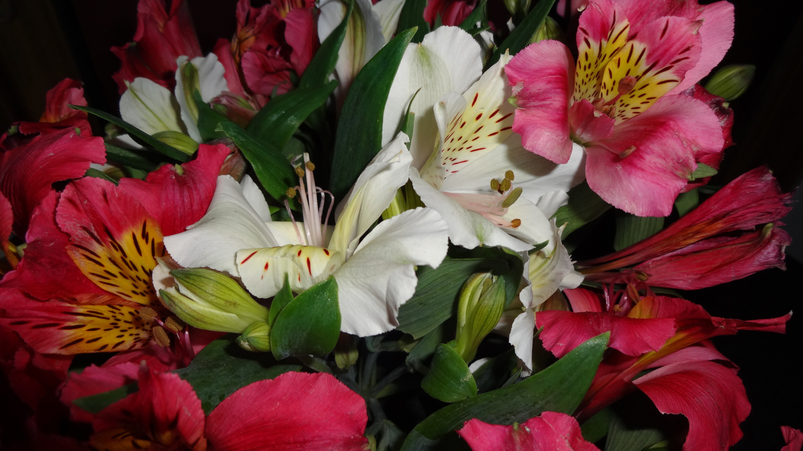 Розовые и белые цветы альстромерия крупным планом