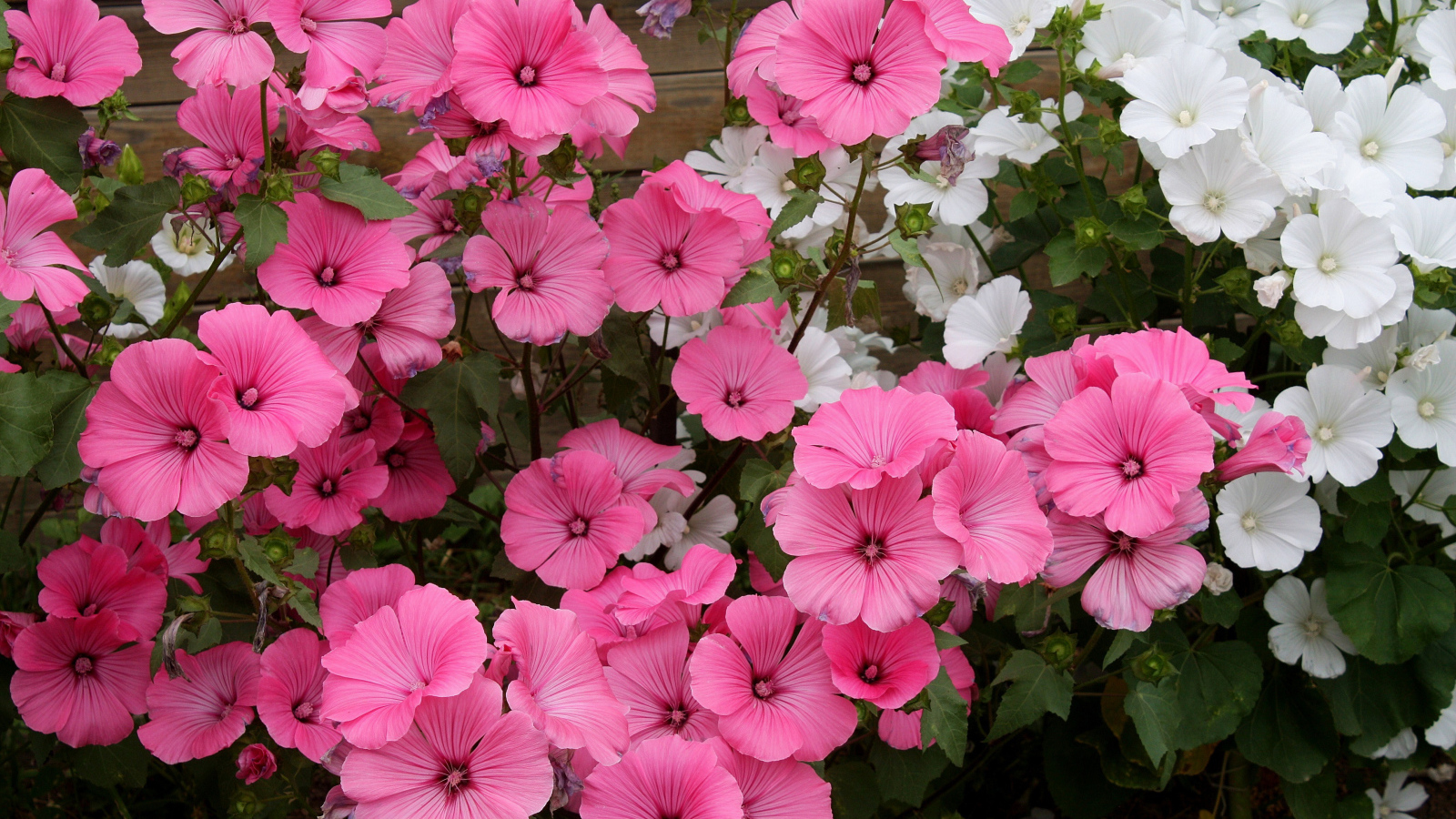 Розовые и белые садовые цветы лаватера