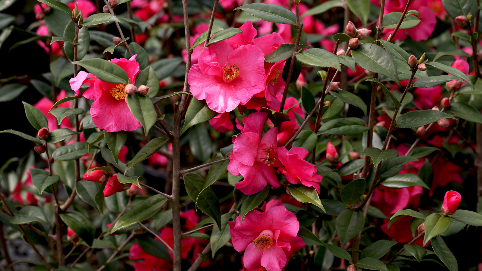 Розовые цветы камелии на ветке