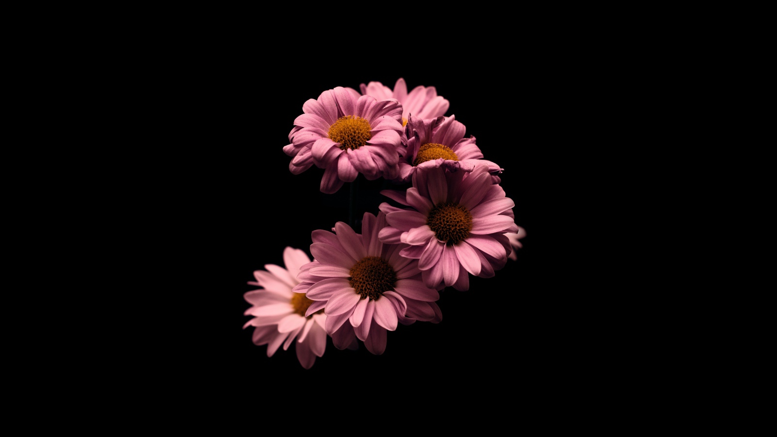 Розовые цветы хризантемы на черном фоне