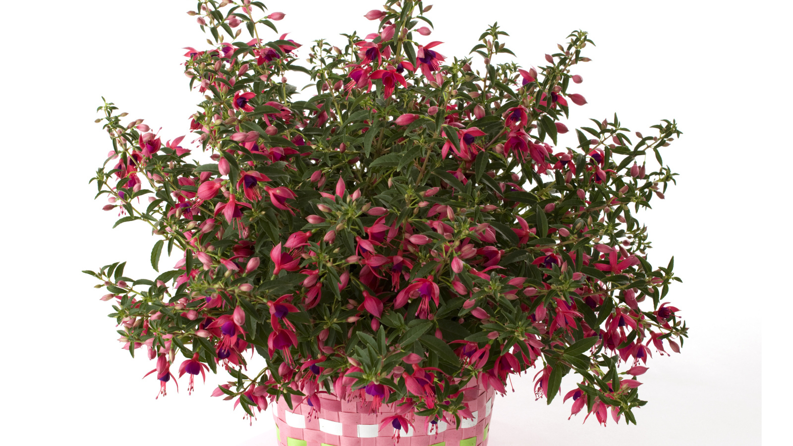 Розовый цветок фуксия на белом фоне