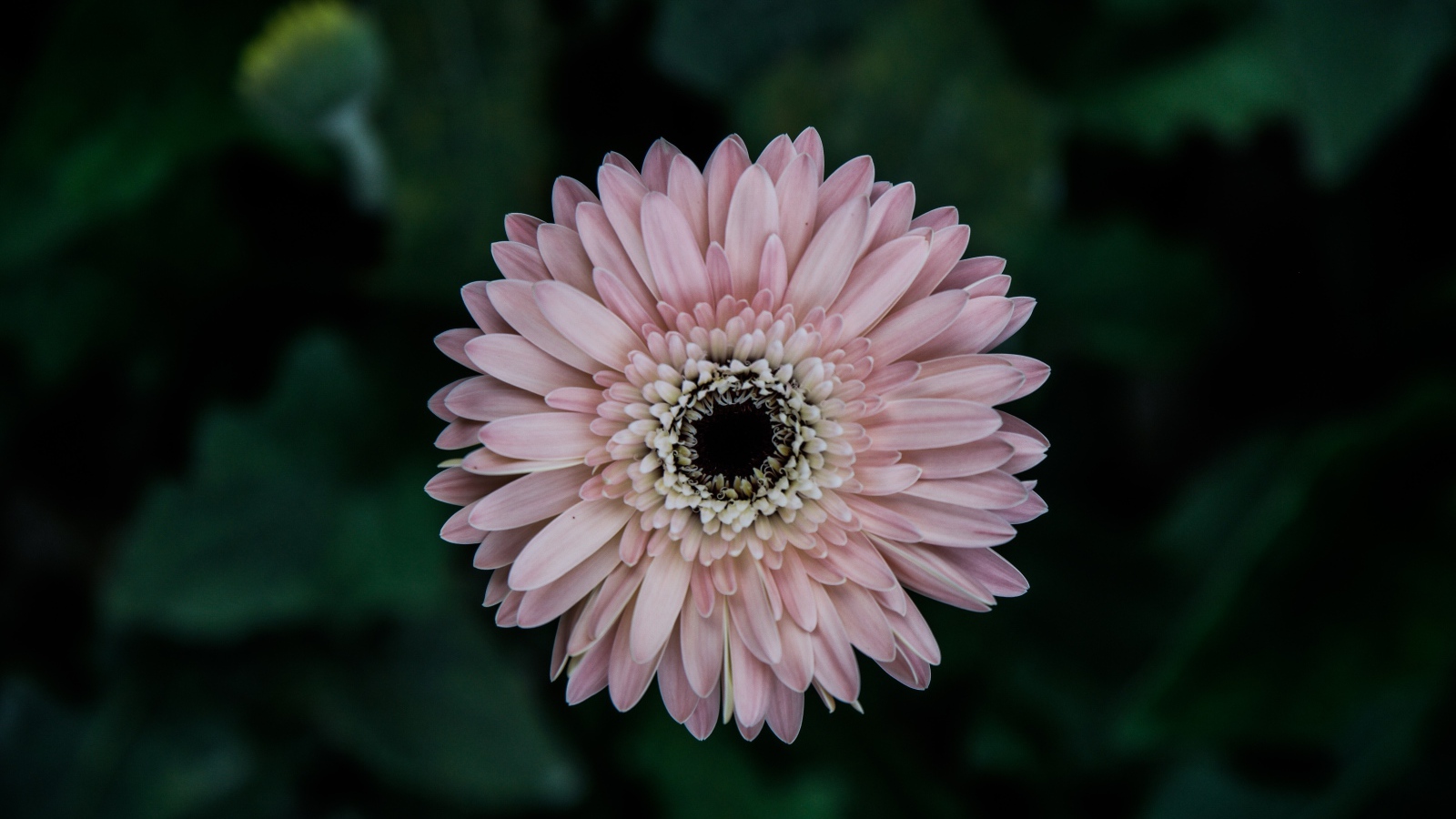 Розовая гербера вид сверху