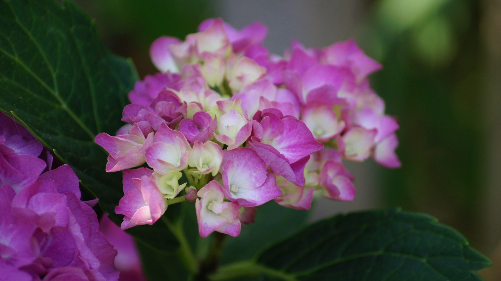 Розовые цветы гортензии с зелеными листьями