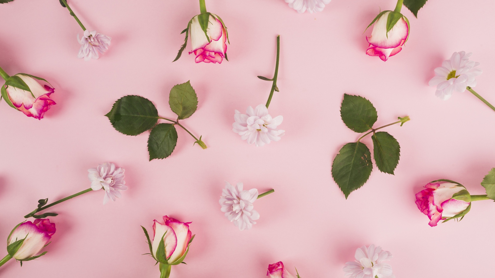 Розовые розы и хризантемы на розовом фоне 