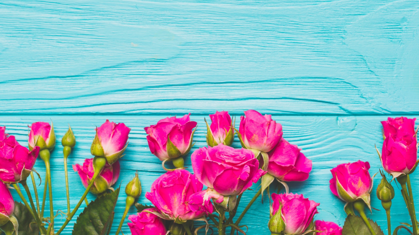 Розовые розы на голубом деревянном фоне