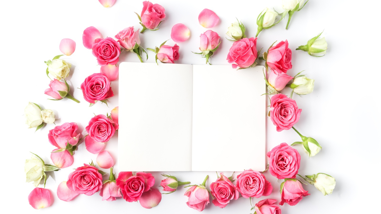 Розовые розы с белым листом, шаблон для открытки