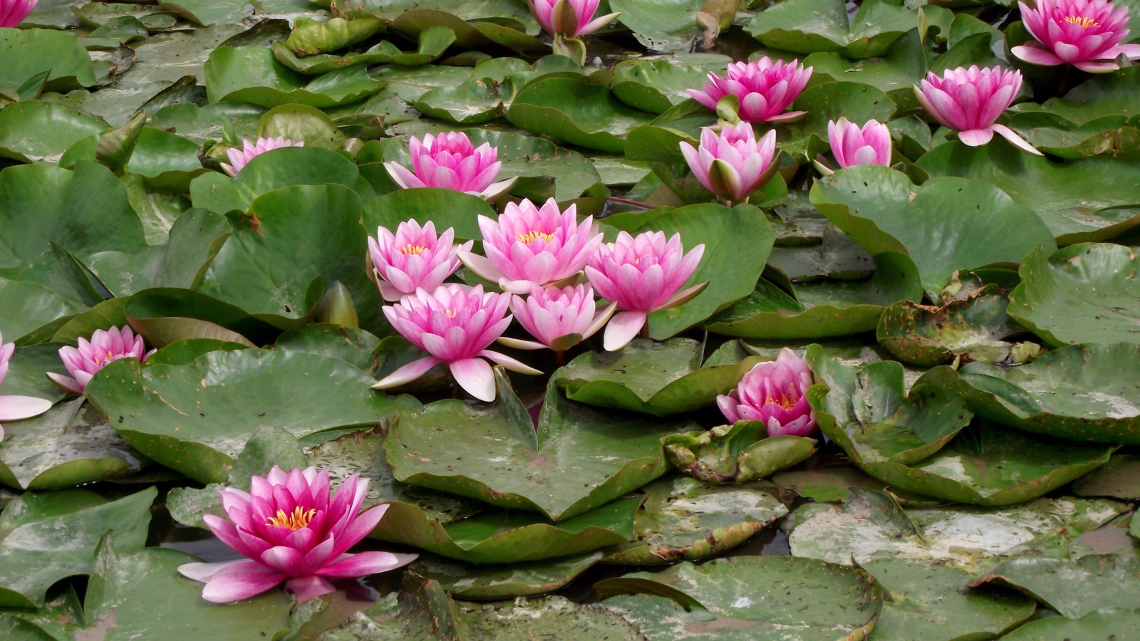 Розовые водяные лилии с зелеными листьями в пруду