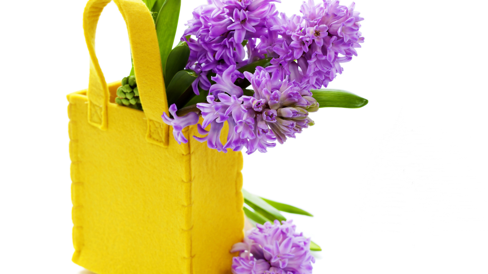 Фиолетовые гиацинты в желтой сумочке на белом фоне