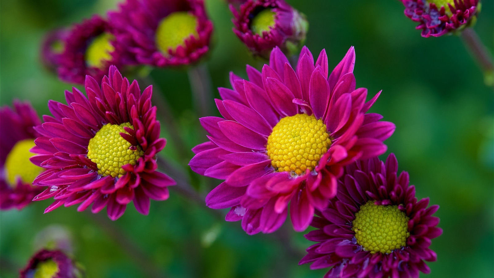 Фиолетовые цветы орхидеи с желтой серединой 