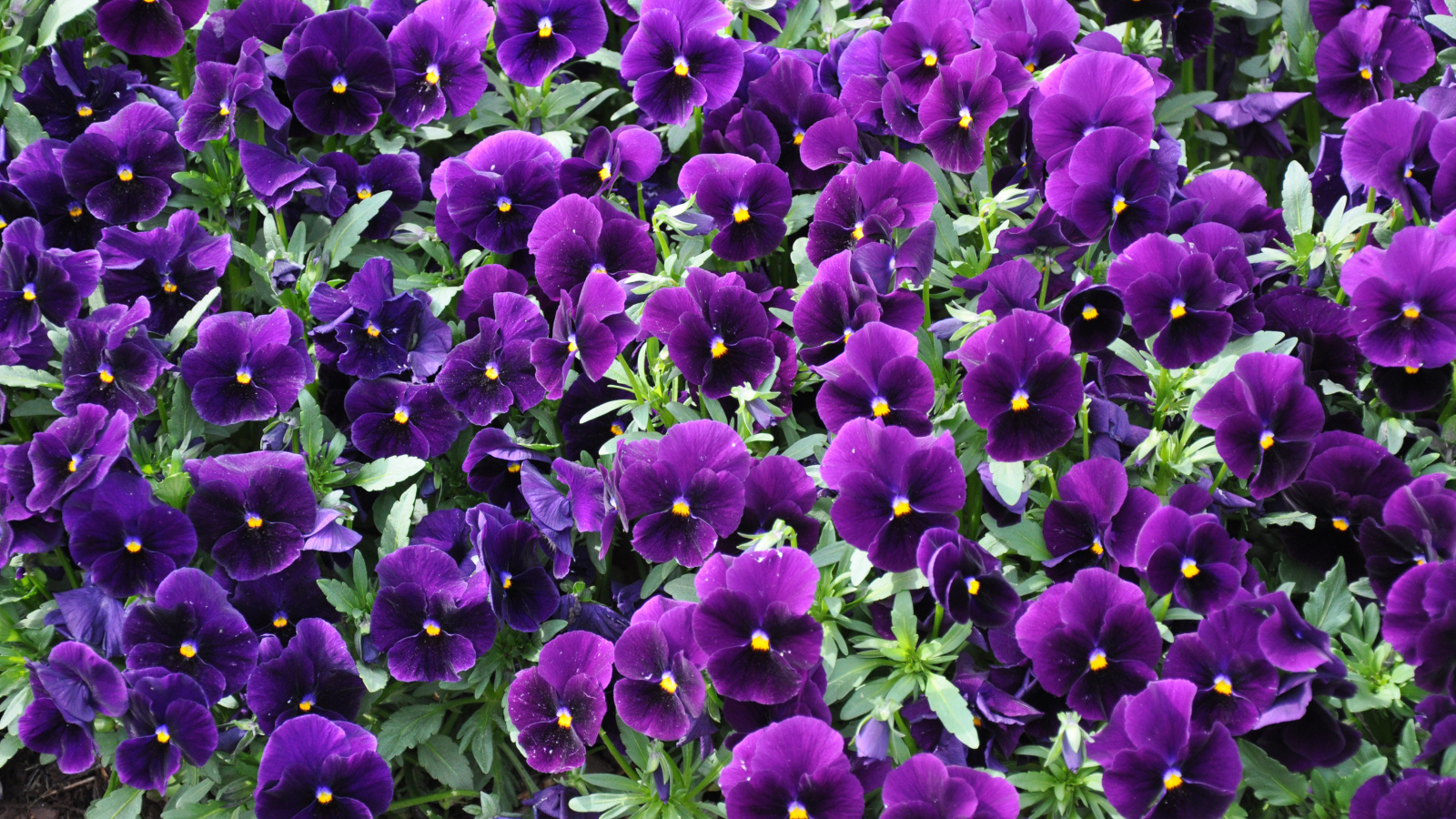 Фиолетовые маленькие цветы анютины глазки 