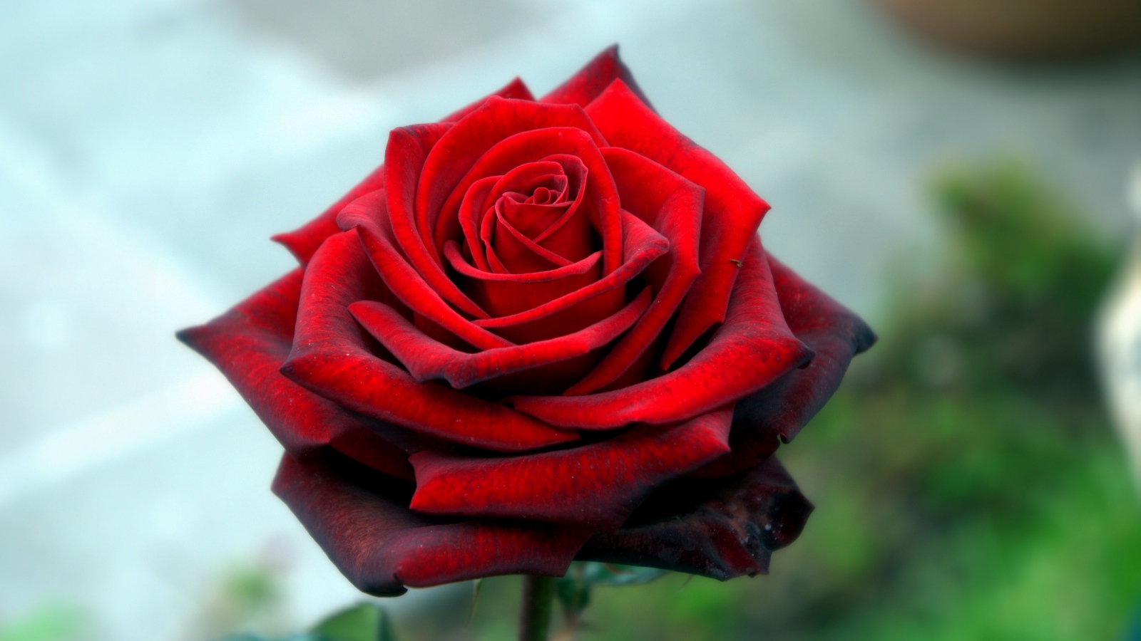 Красная красивая роза крупным планом