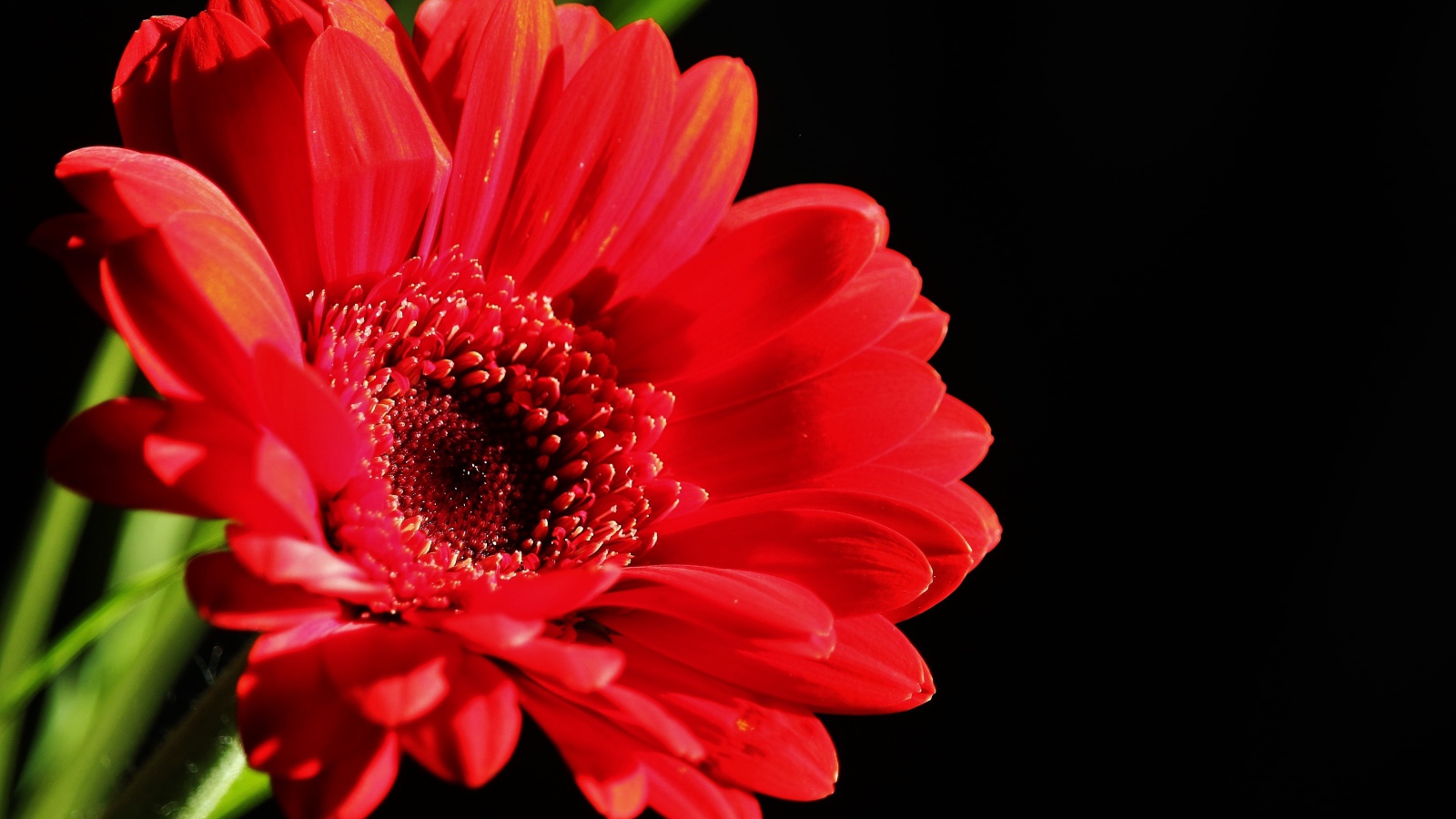 Красный цветок герберы на черном фоне крупным планом